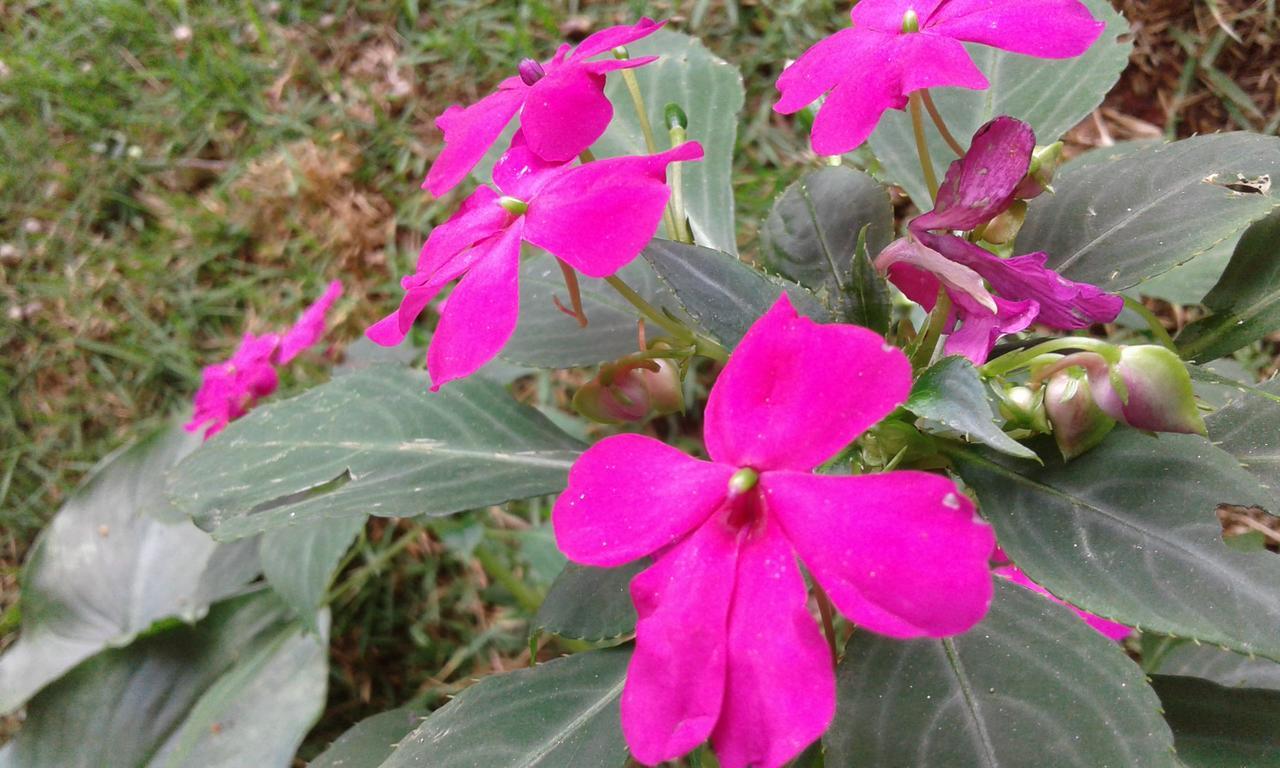 Pousada Águas da Mata Brejetuba Exterior foto